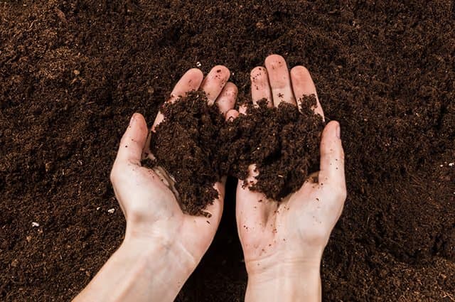 Soil Preparation Techniques for Strawberry Cultivation