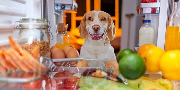 Köpekler Hangi Meyveleri Yiyebilir?