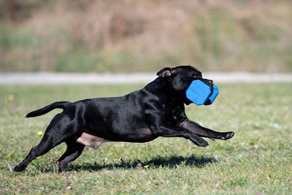 Köpeğinizin Ne Kadar Egzersize İhtiyacı Var?
